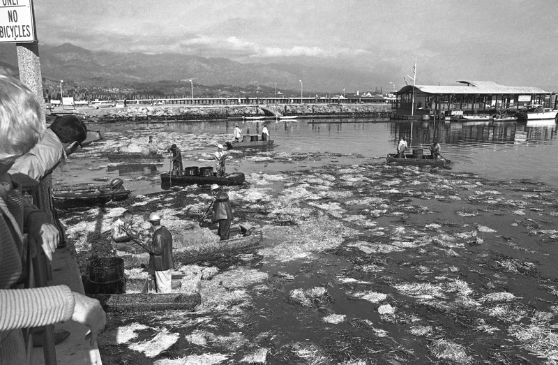 Illustration for article titled Not Again: How a 1969 Oil Spill Devastated the Santa Barbara Coast
